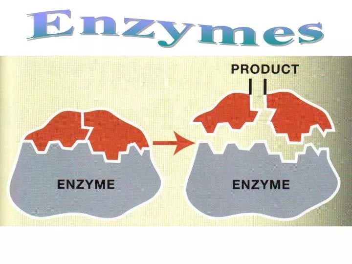 PPT Enzymes PowerPoint Presentation, free download ID6783169
