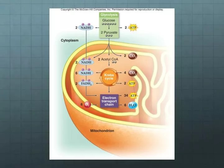 PPT Glycolysis (cytoplasm) PowerPoint Presentation, free download