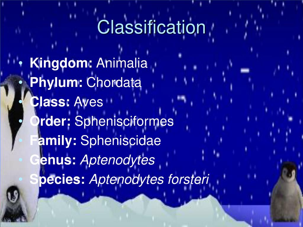 PPT Emperor Penguins PowerPoint Presentation, free download ID6786026