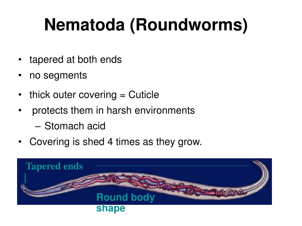 PPT PHYLUM NEMATODA PowerPoint Presentation, free download ID6791897