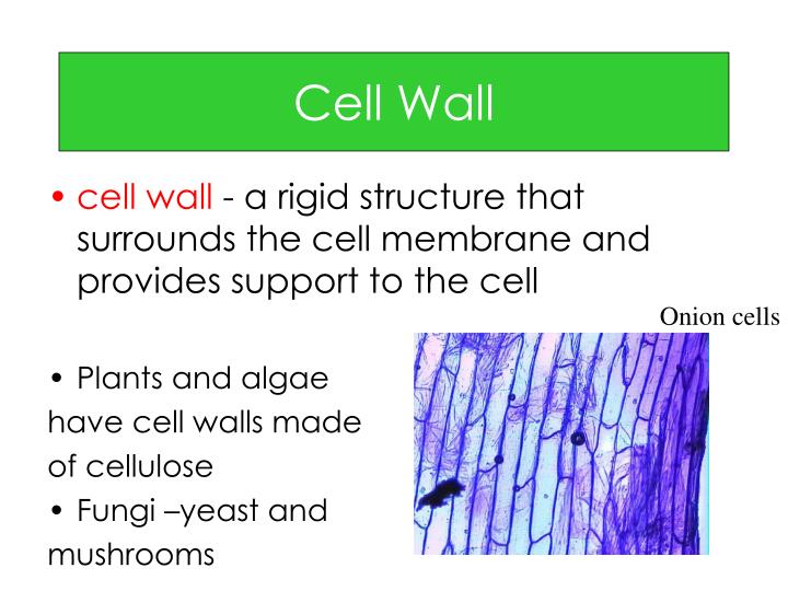 PPT Holt Cells, Heredity and Classification PowerPoint Presentation