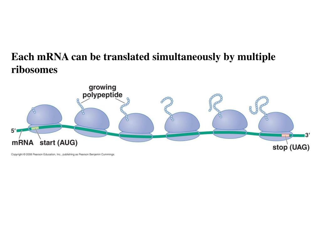 PPT Ribosomes are here the protein synthesized in the cells
