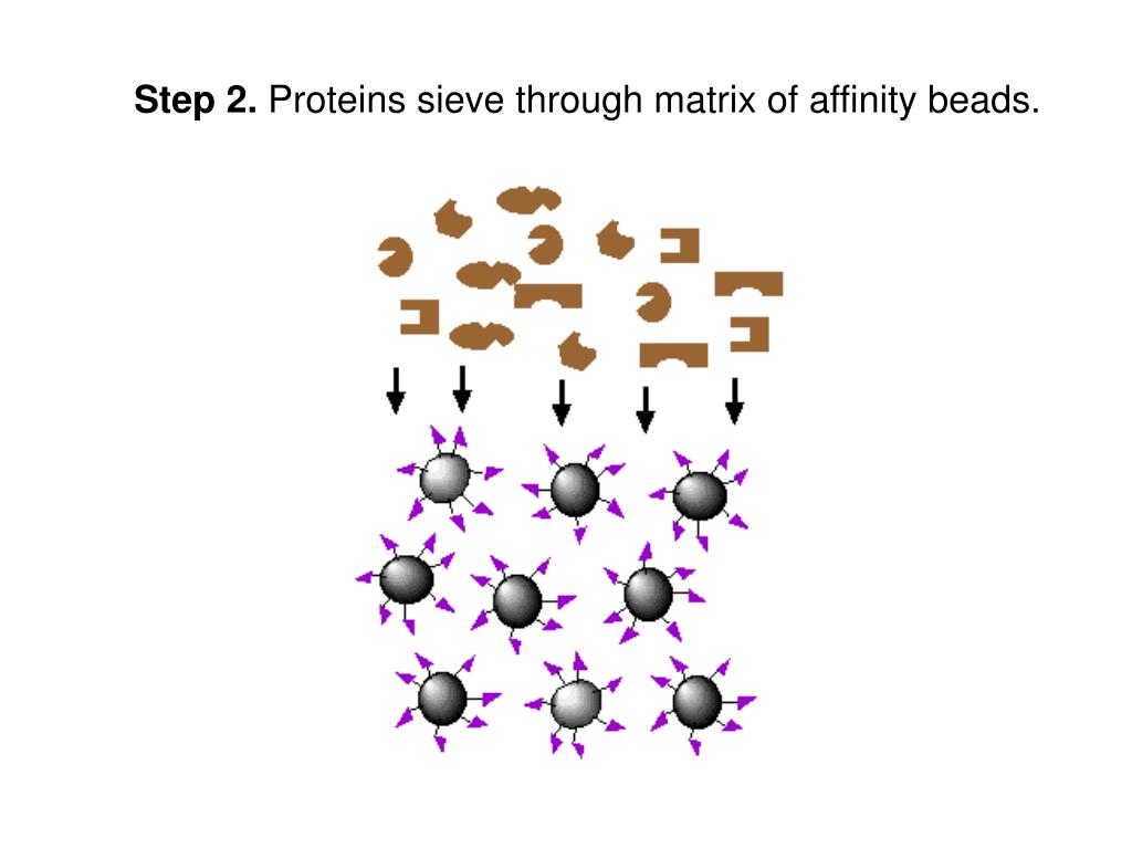 PPT Affinity Chromatography PowerPoint Presentation, free download