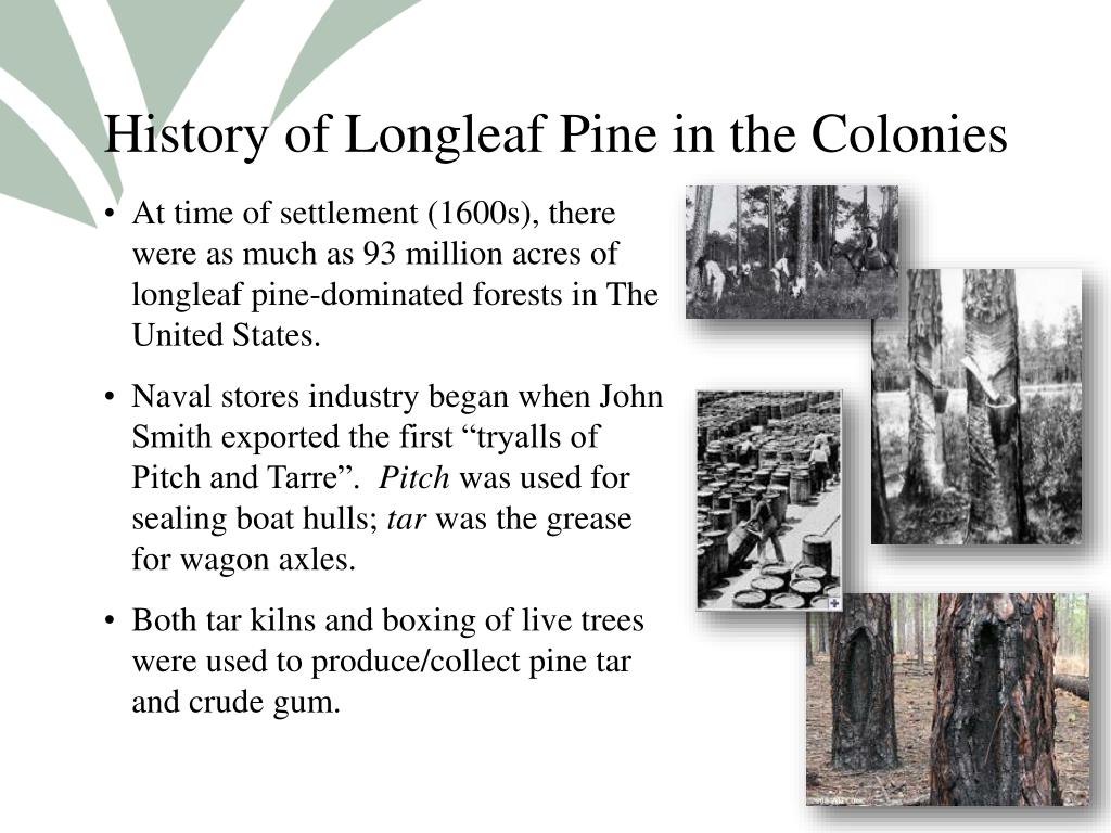 PPT BRIEF HISTORY OF LONGLEAF PINE PowerPoint Presentation, free