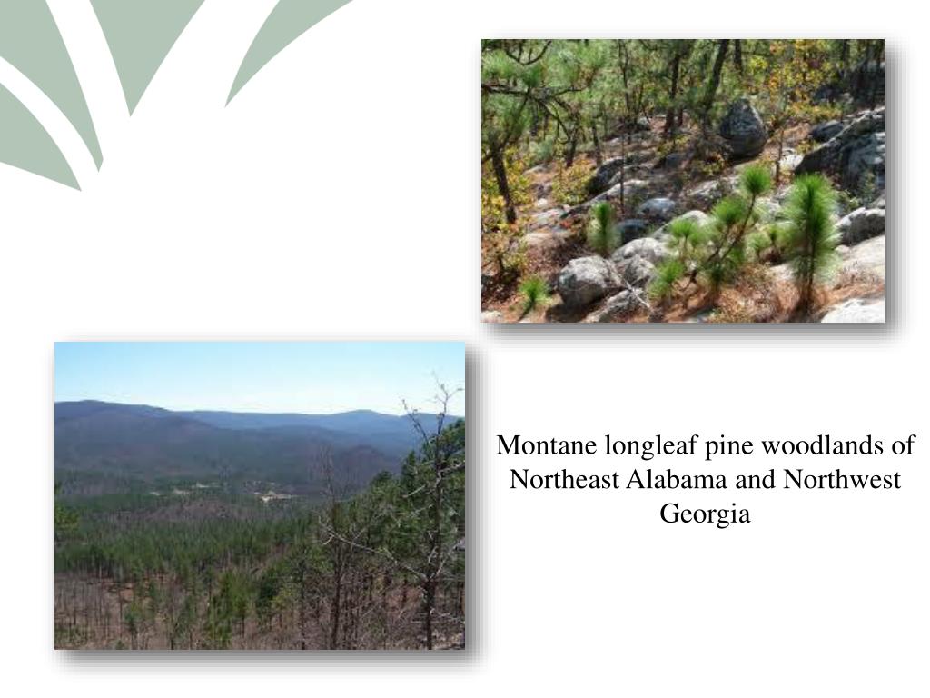 PPT BRIEF HISTORY OF LONGLEAF PINE PowerPoint Presentation, free