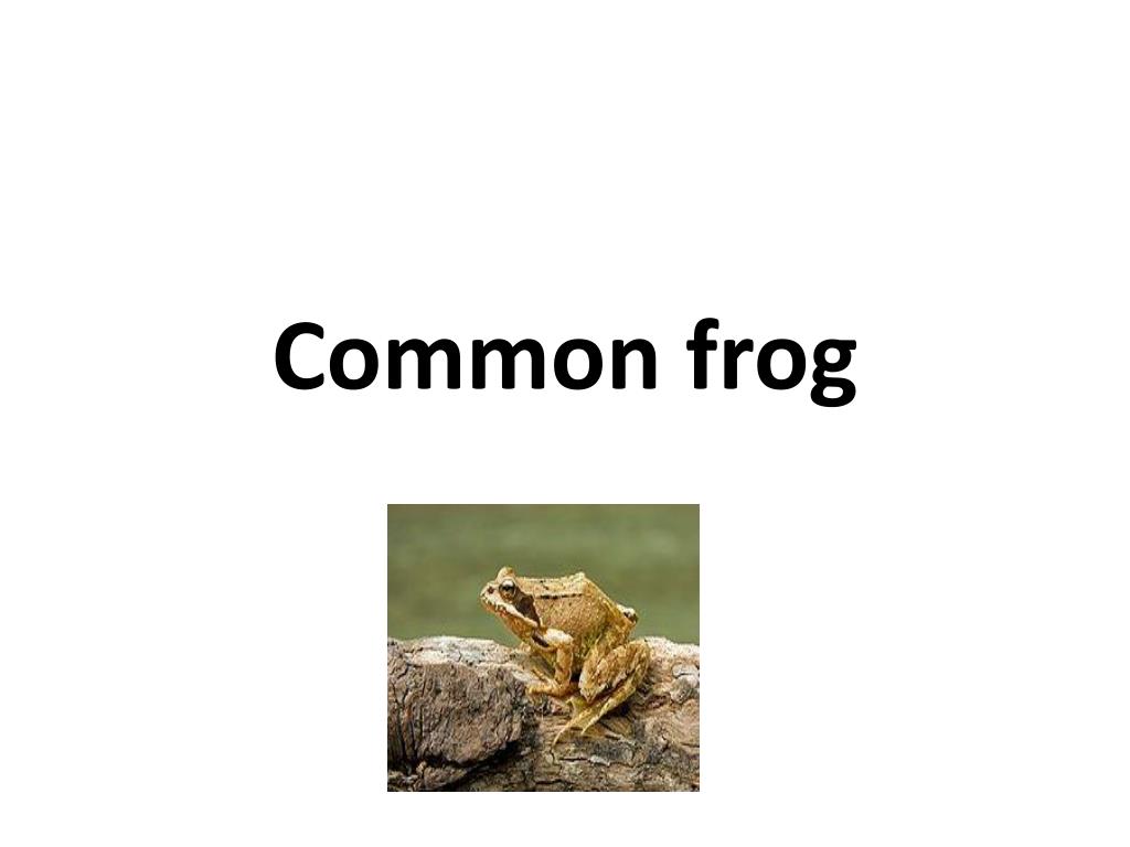 PPT Common frog PowerPoint Presentation, free download ID6802291