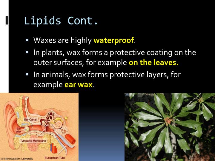 PPT Chemistry of Life PowerPoint Presentation ID6803781
