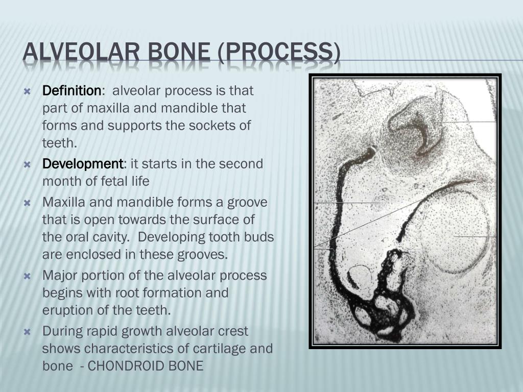PPT ALVEOLAR BONE PowerPoint Presentation, free download ID6806771