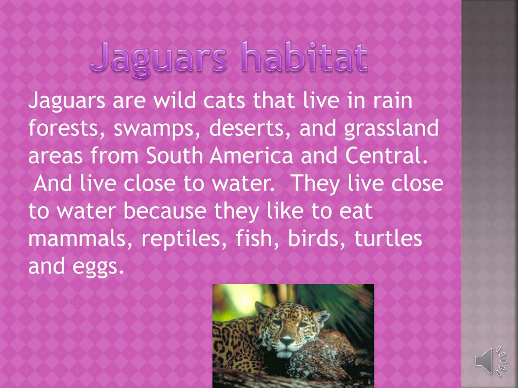 PPT Jaguars PowerPoint Presentation, free download ID6809072