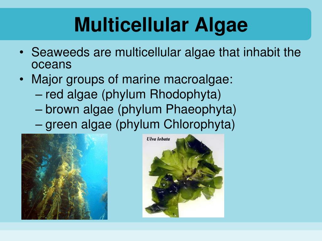 PPT Chapter 7 Multicellular Primary Producers PowerPoint Presentation
