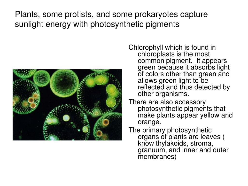 PPT Energy (chapter 6) PowerPoint Presentation, free download ID