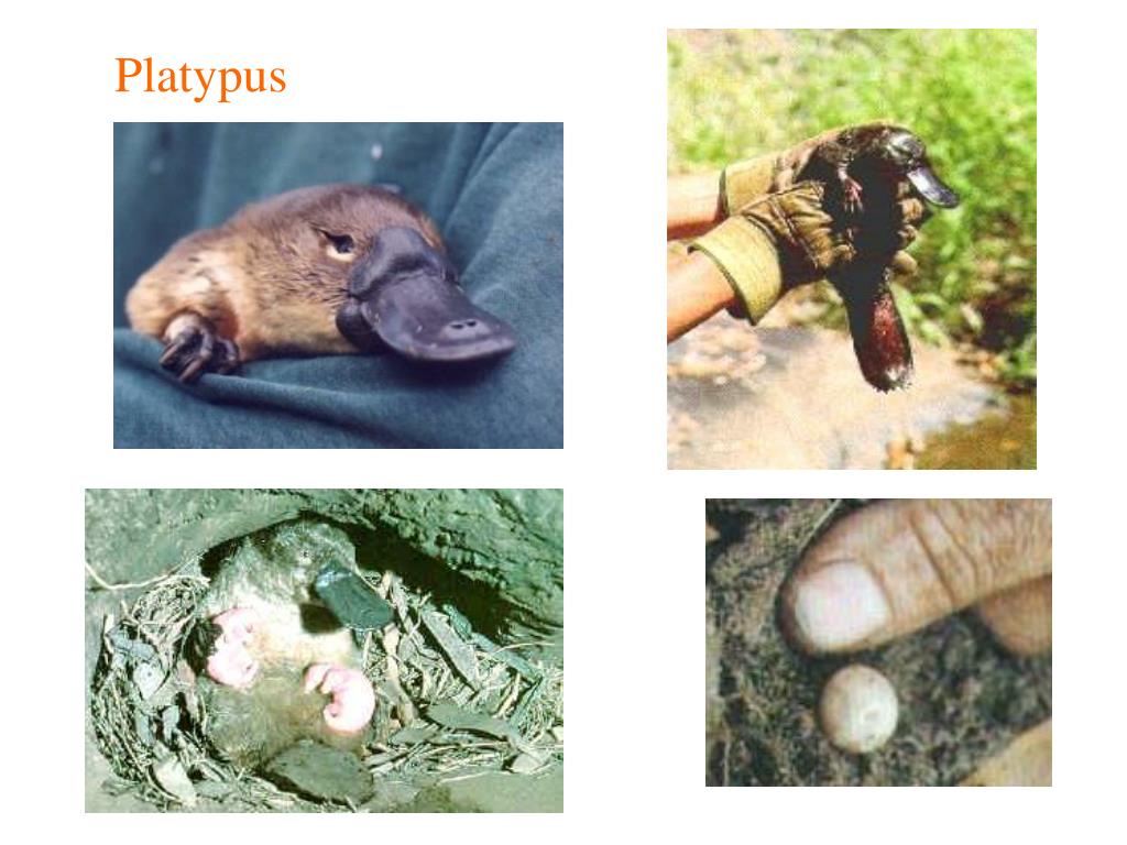 PPT Animals that lay eggs PowerPoint Presentation, free download ID