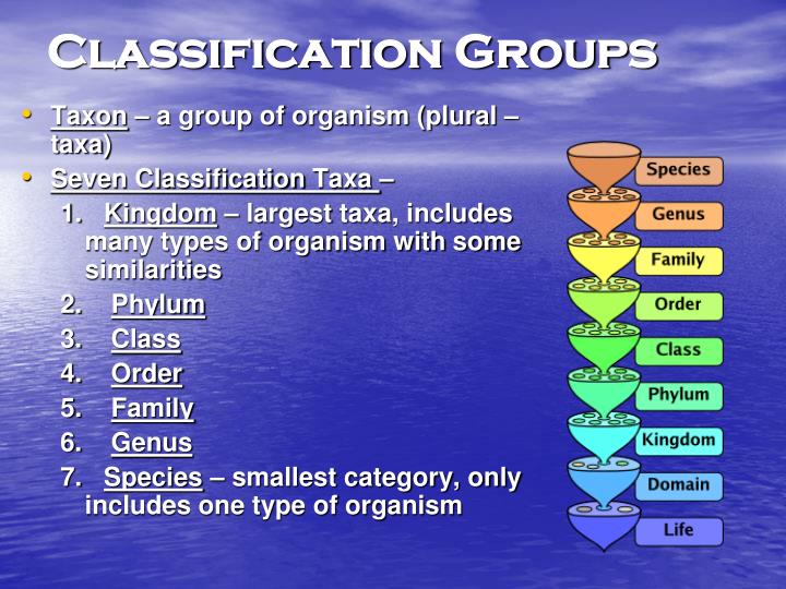 PPT Chapter 14 Lesson 2 Classifying Species PowerPoint Presentation