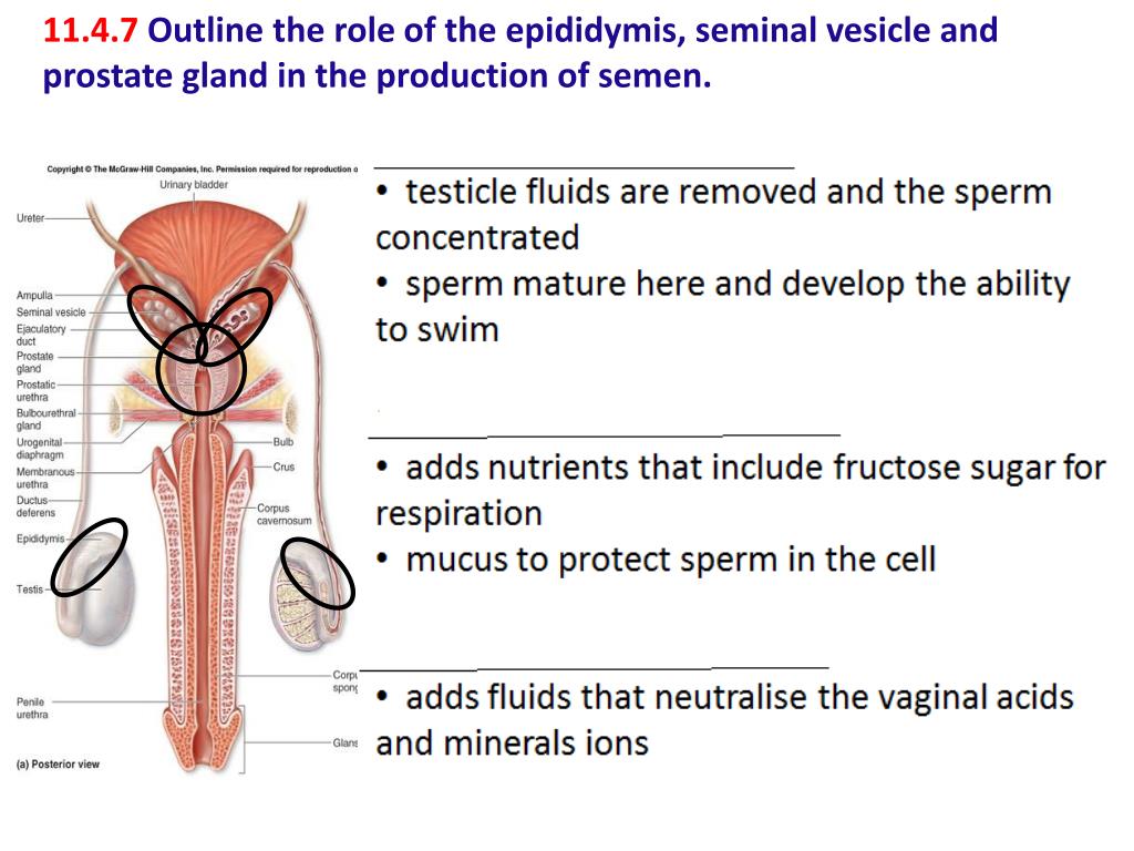 PPT - AHL 11.4 PowerPoint Presentation, free download - ID:6821985