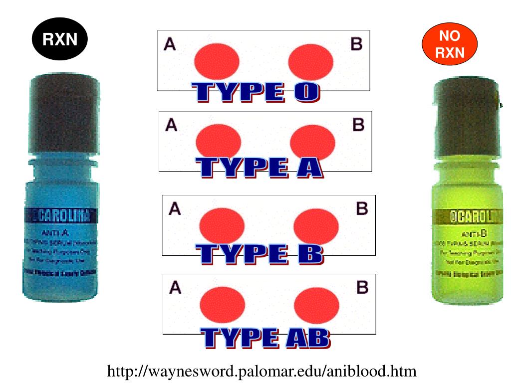 PPT Blood lab PowerPoint Presentation, free download ID6823050