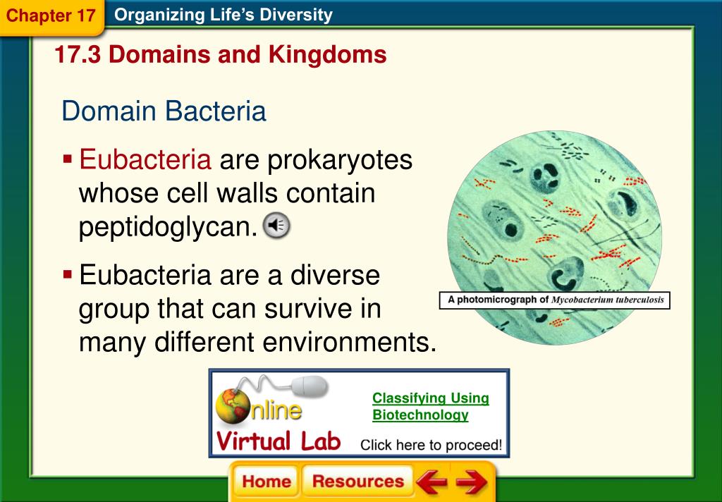 PPT Chapter 17 Organizing Life’s Diversity PowerPoint Presentation