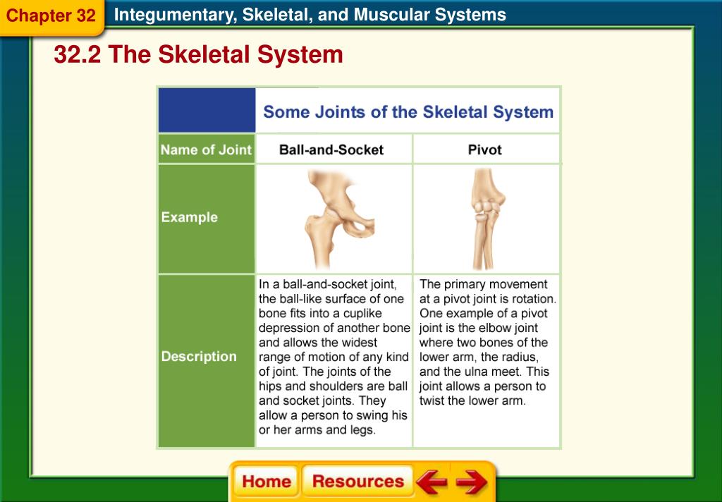 PPT Section 1 The Integumentary System PowerPoint Presentation, free