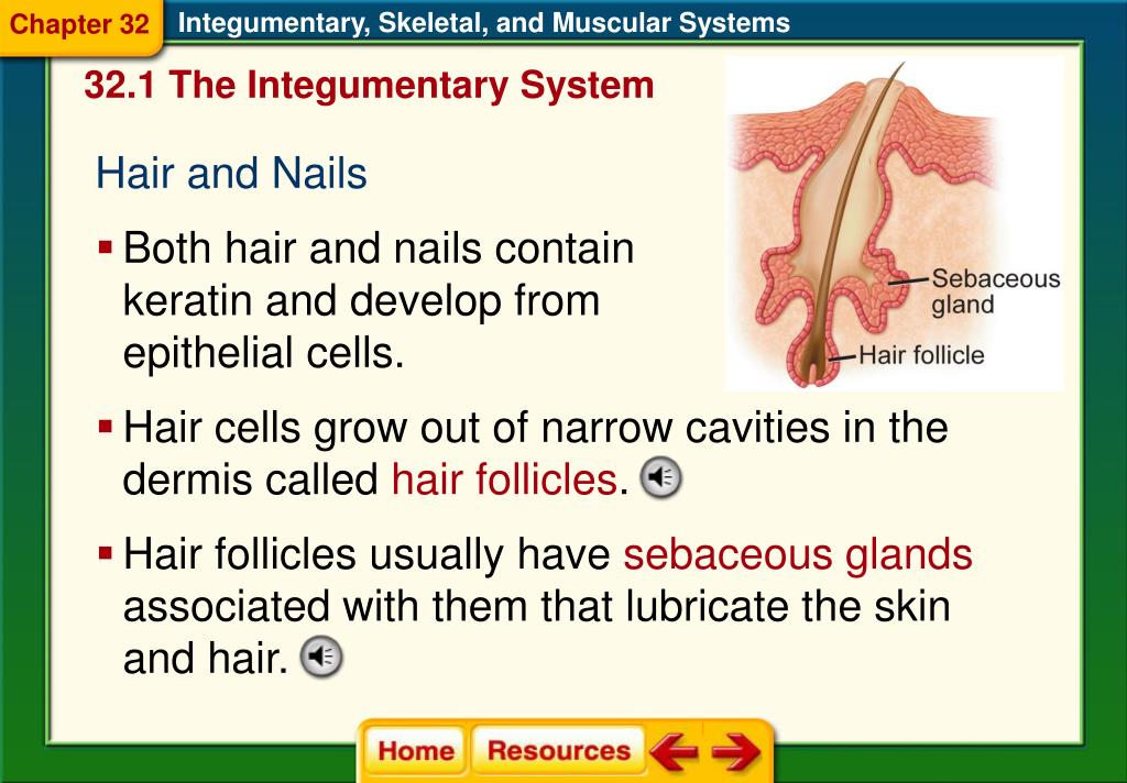 PPT Section 1 The Integumentary System PowerPoint Presentation, free