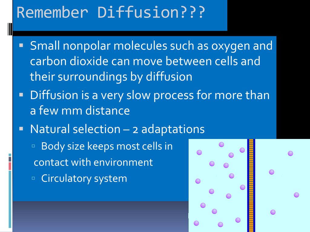 PPT Chapter 42 Circulation & gas exchange PowerPoint Presentation