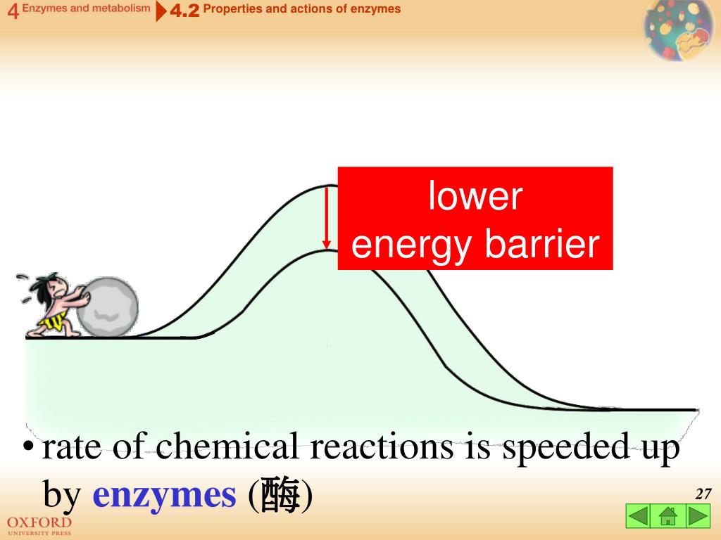 PPT Think about… 4.1 Metabolism 4.2 Properties and actions of enzymes