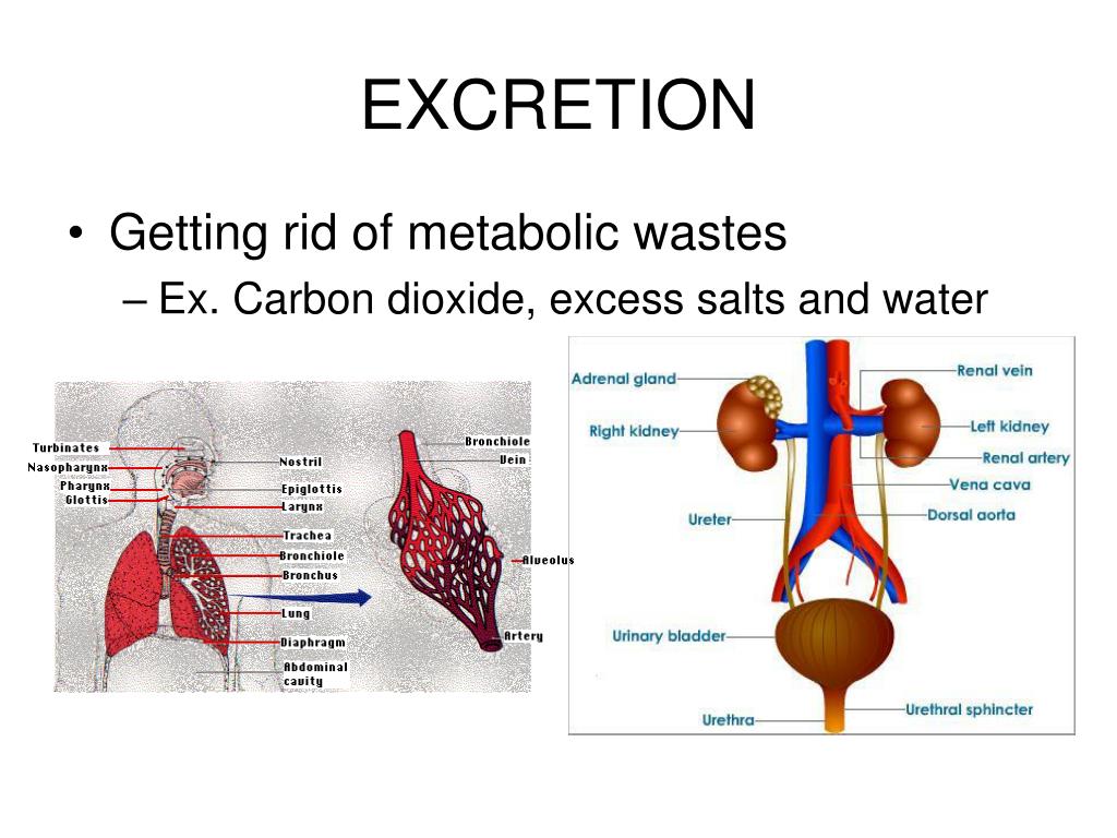 PPT LIFE PROCESSES PowerPoint Presentation, free download ID6831377