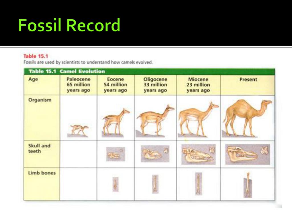 Fossil Record Definition And Examples Biology Dictionary