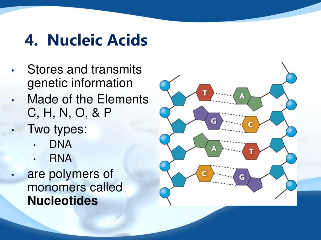 PPT 2.3 Carbon Based Molecules PowerPoint Presentation, free download