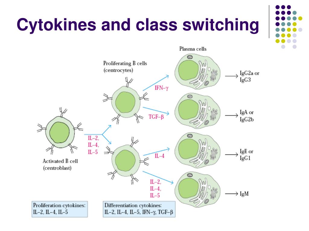 PPT B Cell Response PowerPoint Presentation, free download ID6833647
