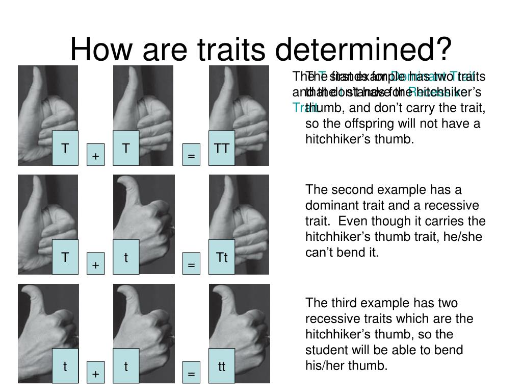 PPT Physical Characteristics are Inherited Traits PowerPoint