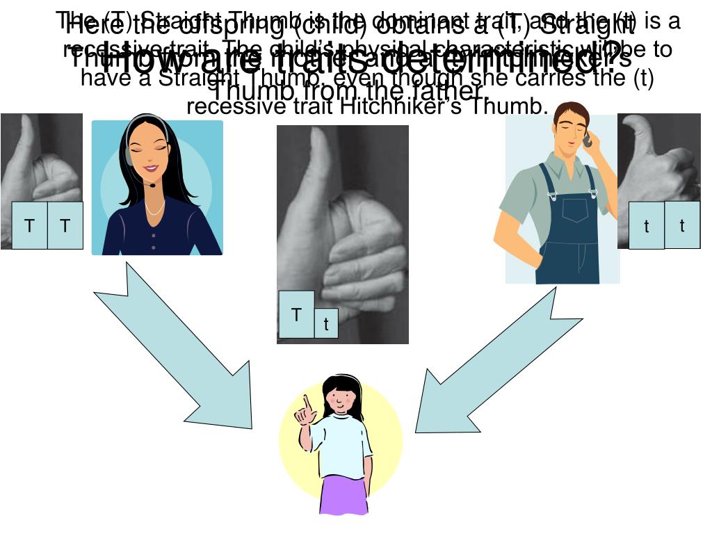 PPT Physical Characteristics are Inherited Traits PowerPoint