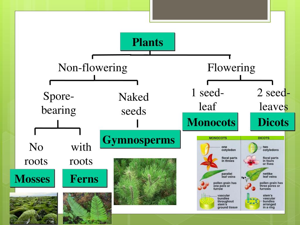 PPT Kingdom Plantae PowerPoint Presentation, free download ID6835513