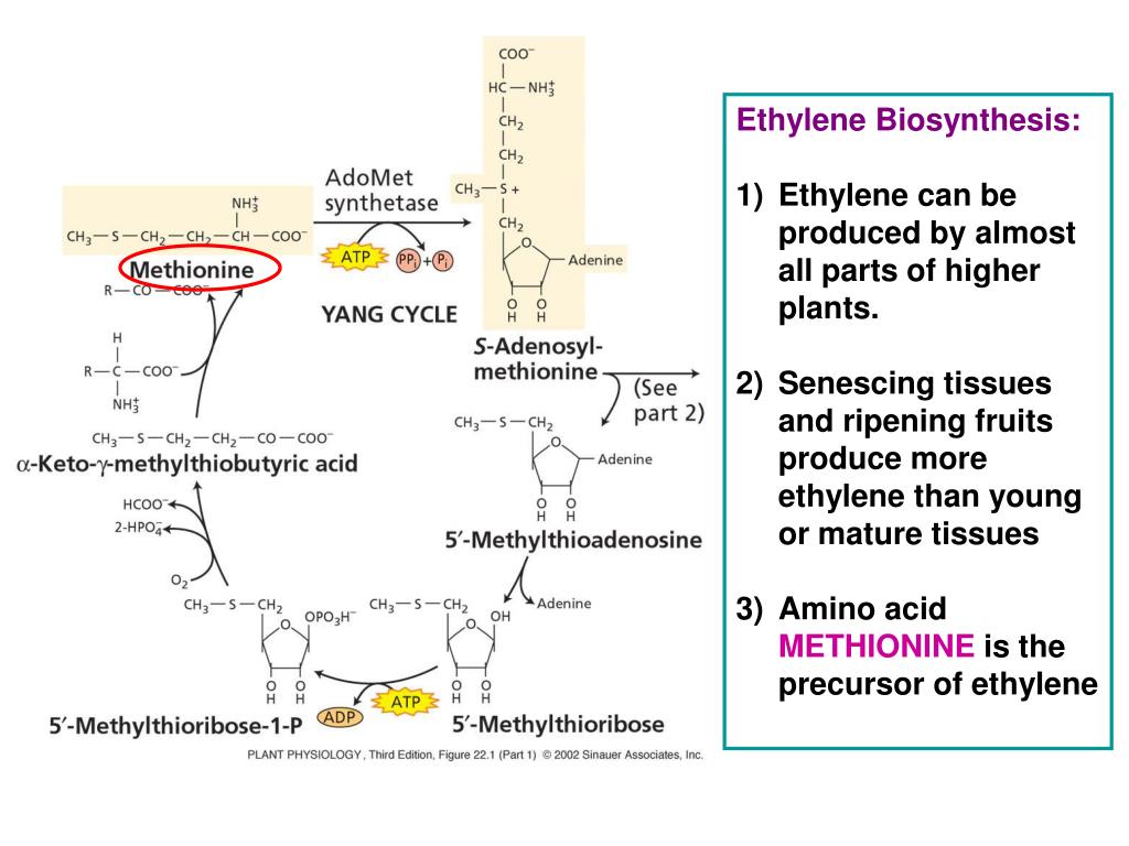 PPT Biol 352 Lecture 8 Ethylene The Gaseous Hormone January 31, 2007