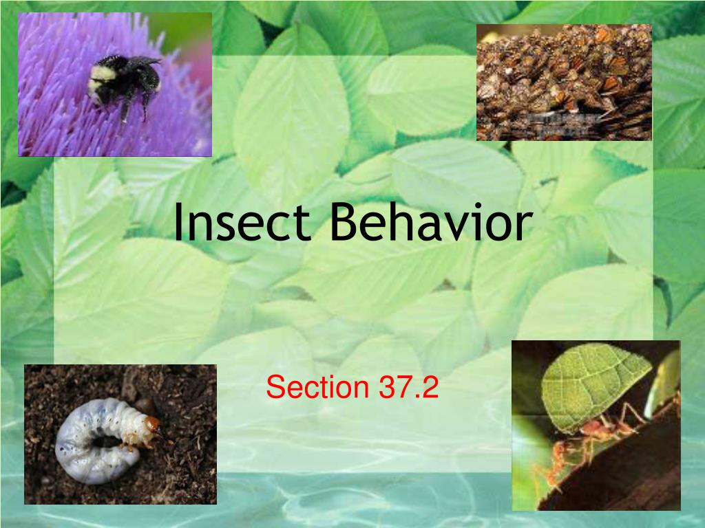 PPT Insects PowerPoint Presentation, free download ID6838857