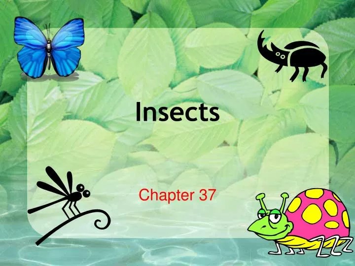 PPT Insects PowerPoint Presentation, free download ID6838857