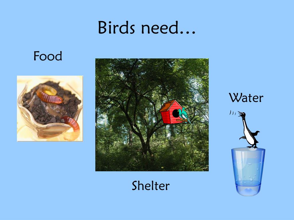 PPT What makes a bird different from all other animals? PowerPoint