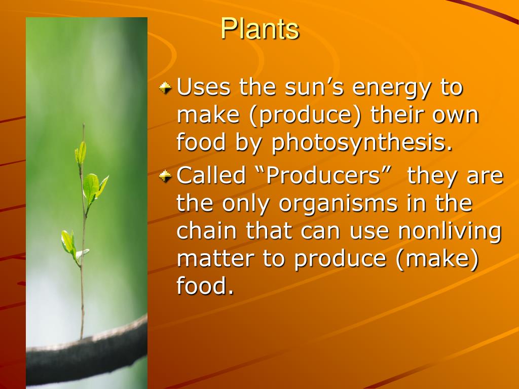PPT POPULATIONS & ECOSYSTEM PowerPoint Presentation, free download