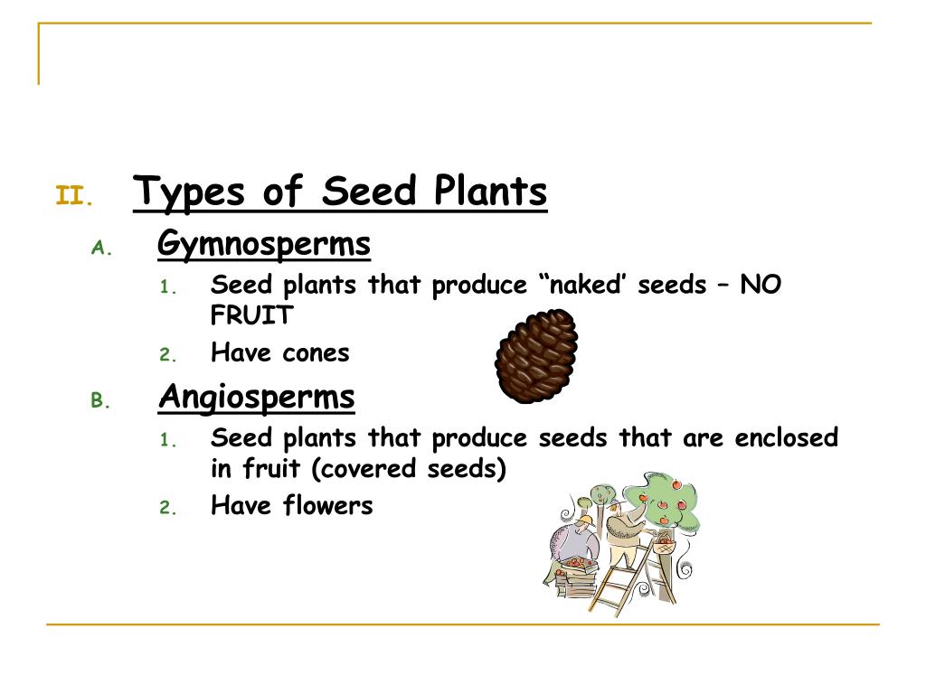 PPT Vascular Seed Plants PowerPoint Presentation, free download ID6843457