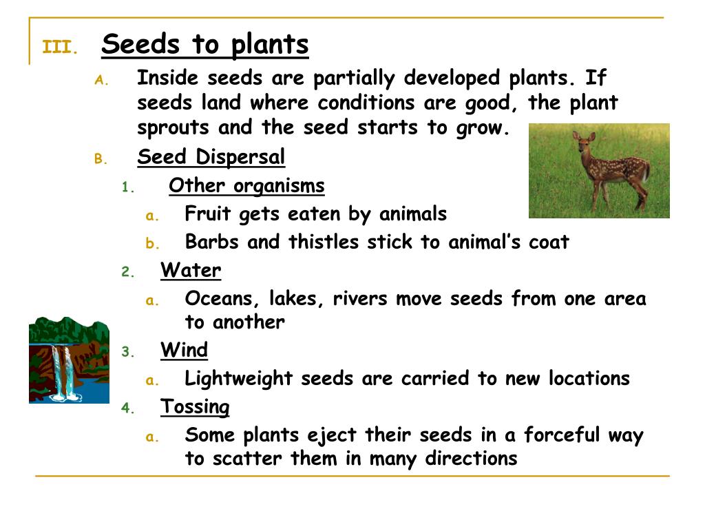 PPT Vascular Seed Plants PowerPoint Presentation, free download ID