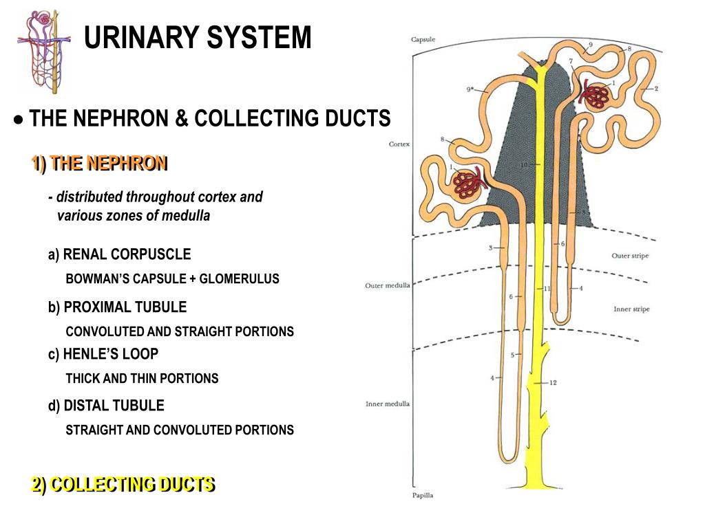PPT URINARY SYSTEM I PowerPoint Presentation, free download ID6846486