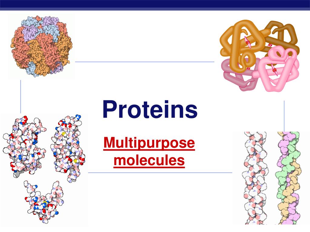 PPT CH. 5 Macromolecules part 2proteins & nucleic acids PowerPoint