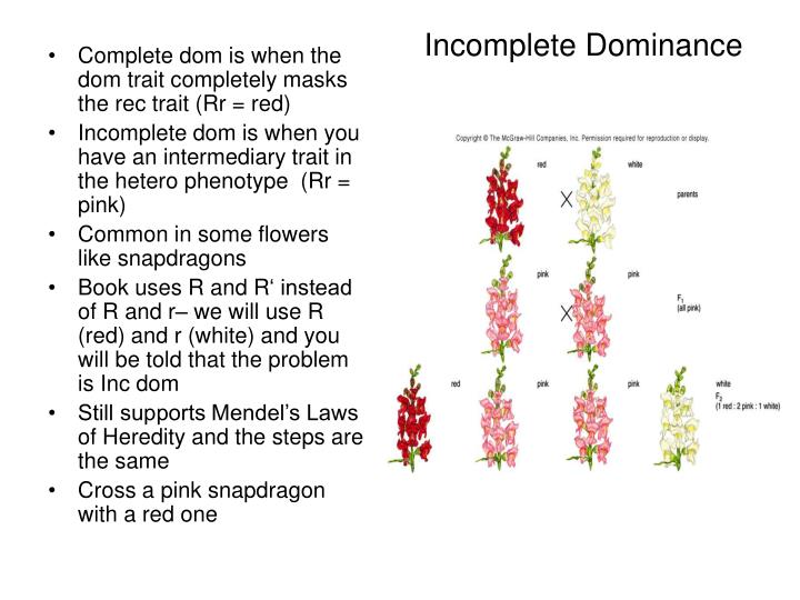 PPT Mendel and Heredity PowerPoint Presentation ID6847516