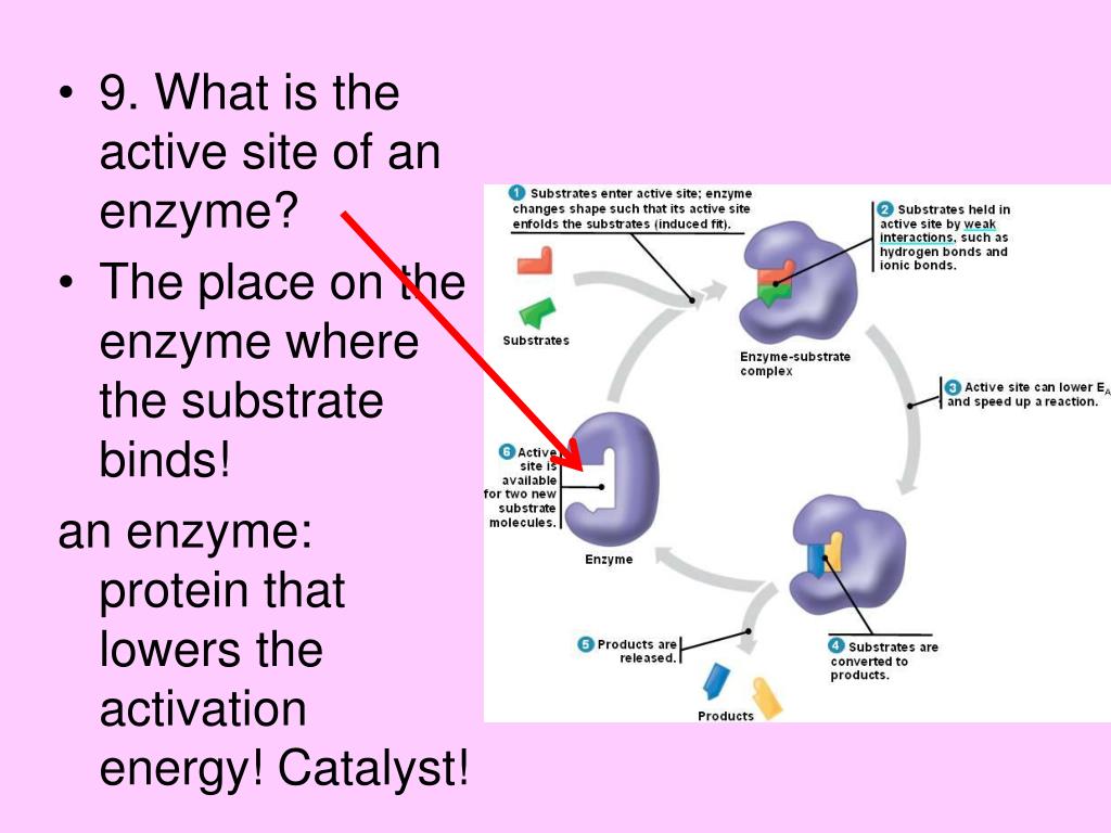 PPT Chemical reactions and enzymes PowerPoint Presentation, free