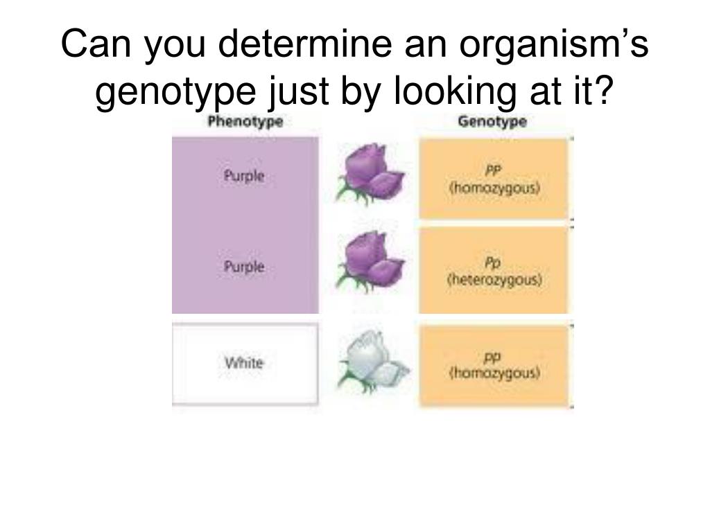 PPT Introduction to Heredity PowerPoint Presentation, free download