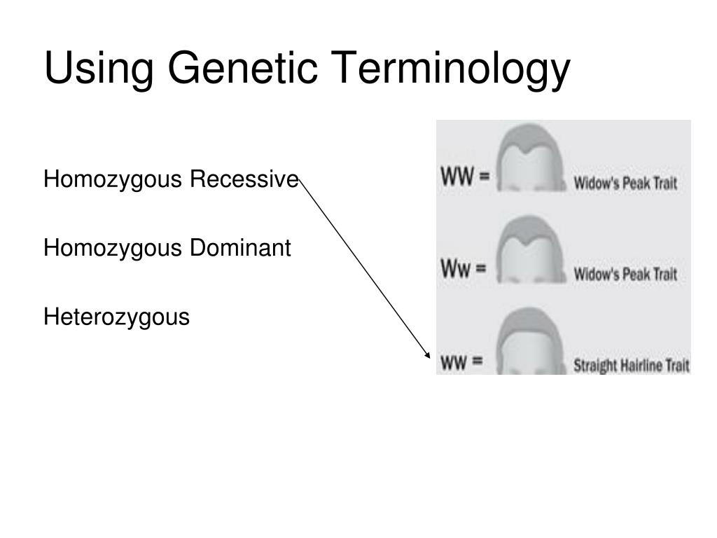 PPT Introduction to Heredity PowerPoint Presentation