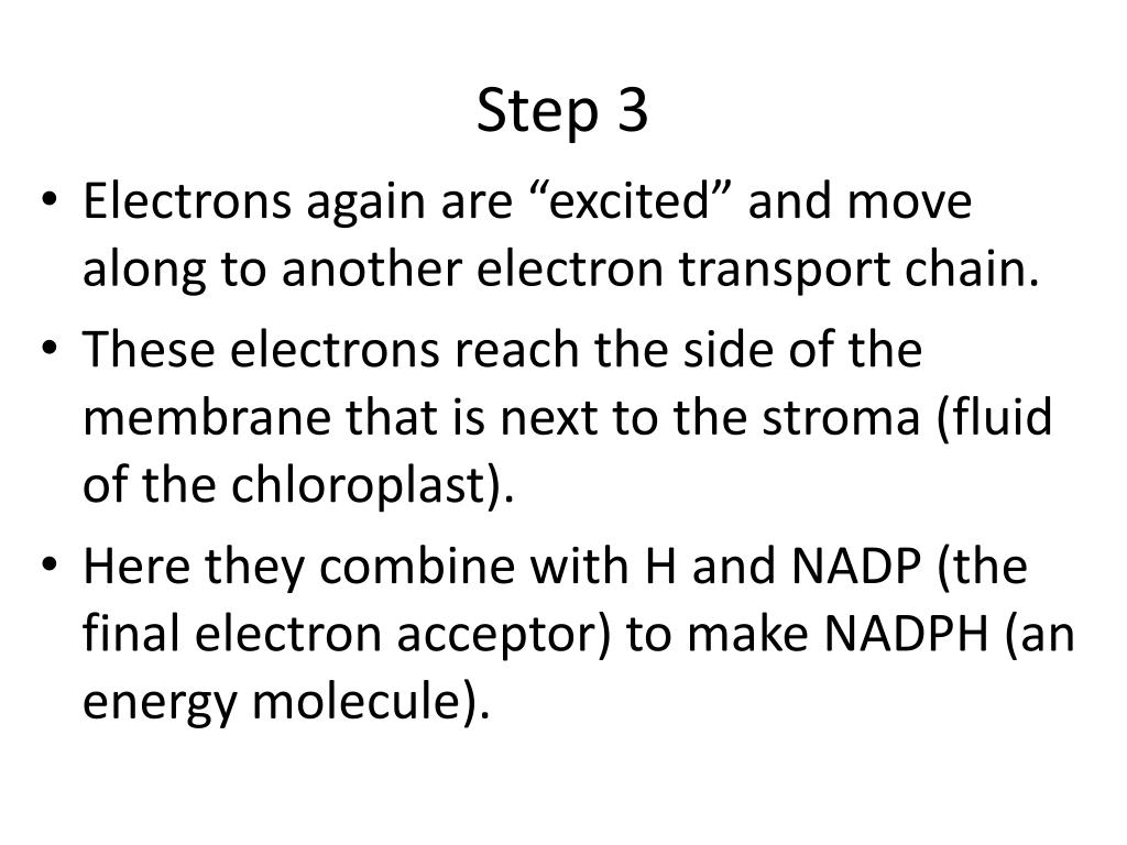 PPT Photosynthesis Light Reaction PowerPoint Presentation, free