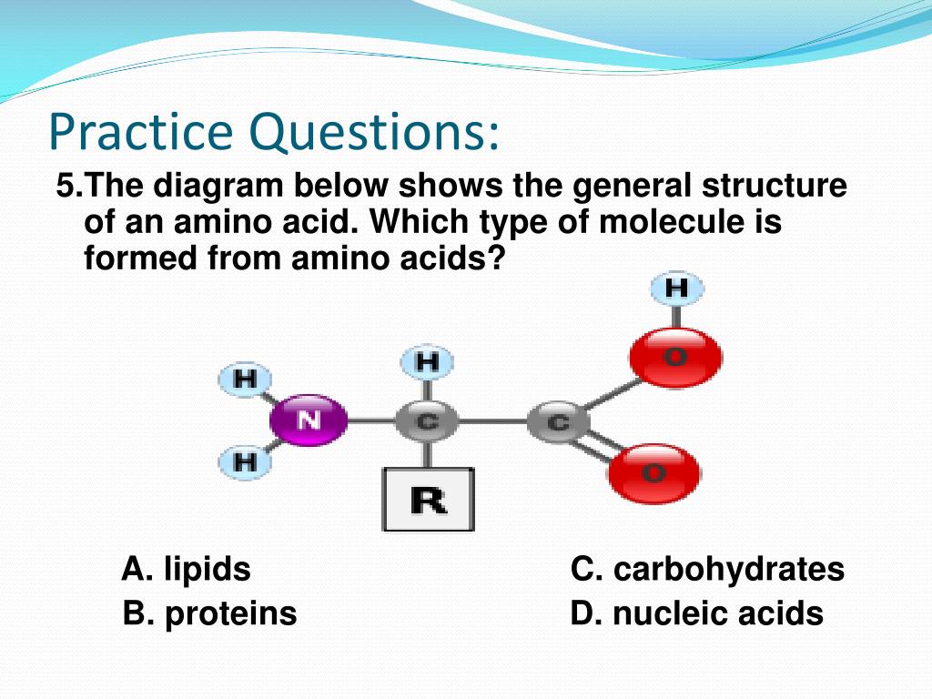 PPT Macromolecules PowerPoint Presentation, free download ID6852241