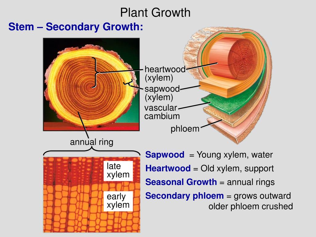 PPT SC.912.L.14.7Plant Structures and Functions PowerPoint