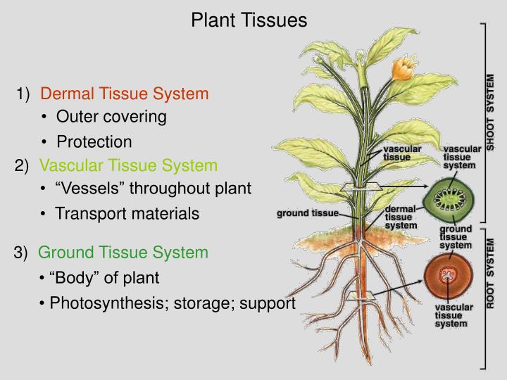 PPT SC.912.L.14.7Plant Structures and Functions PowerPoint