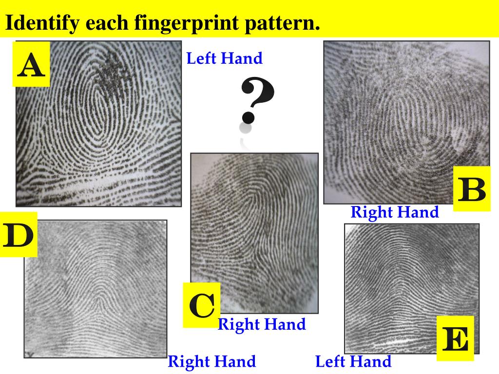 PPT Chapter 4 Fingerprints PowerPoint Presentation, free download