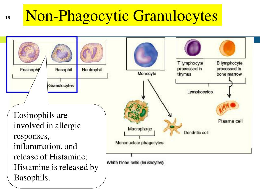 PPT Basic Immunology PowerPoint Presentation, free download ID6859878